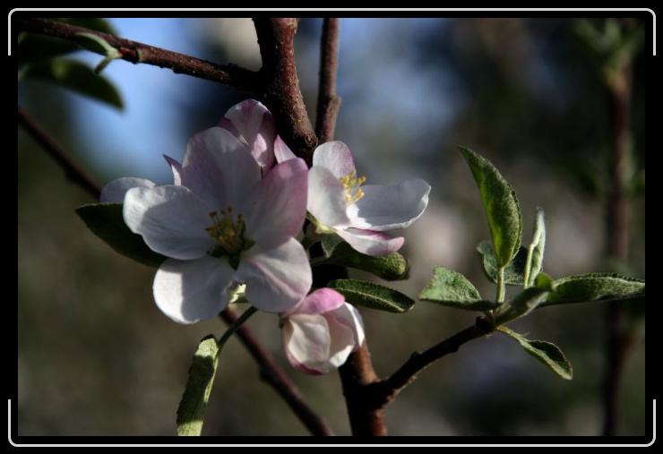 Apple blosom.jpg - I pass an orchard every day on my way to work